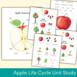 Explore Nature's Journey with the Apple Life Cycle Unit Study